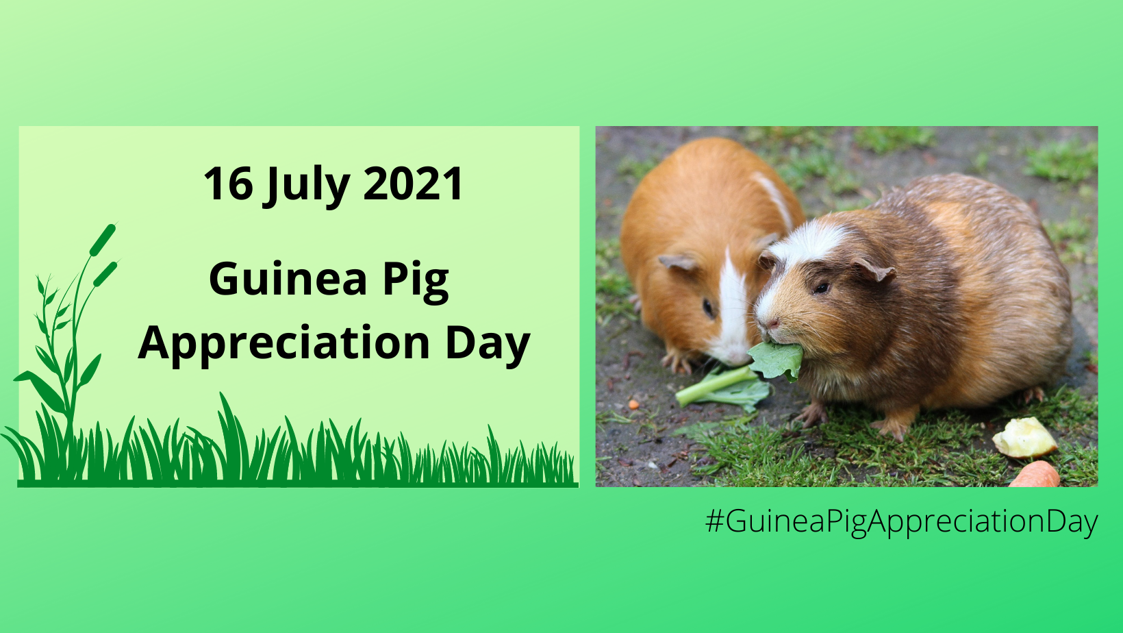 Guinea Pig Appreciation Day SCAS